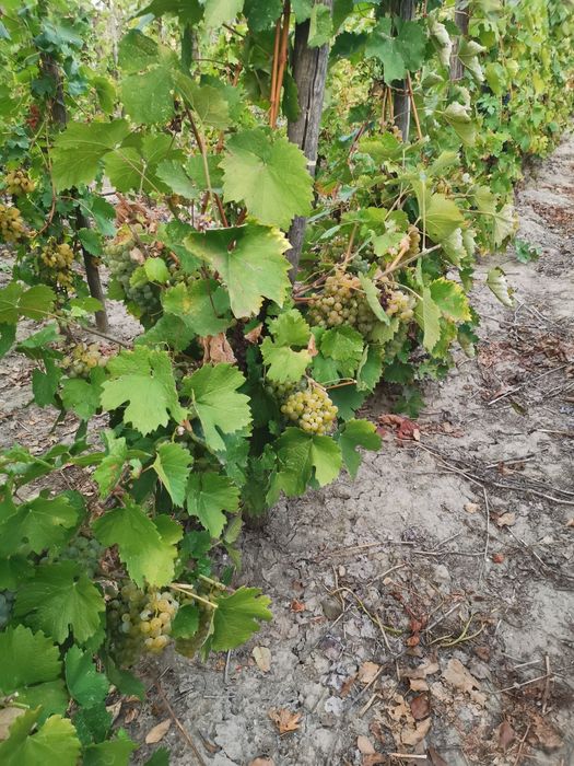 Struguri de vin și must