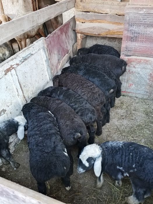 Қозичоқлар қозичоқлар