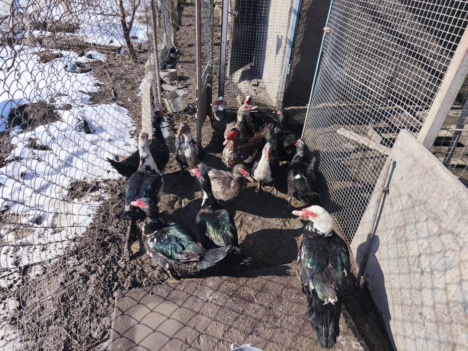 индоутки 2025 года