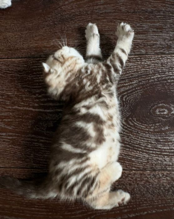 Продаю котенка шотландка девочка