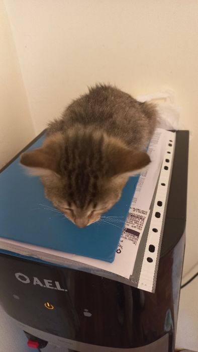 Котенок в добрые руки