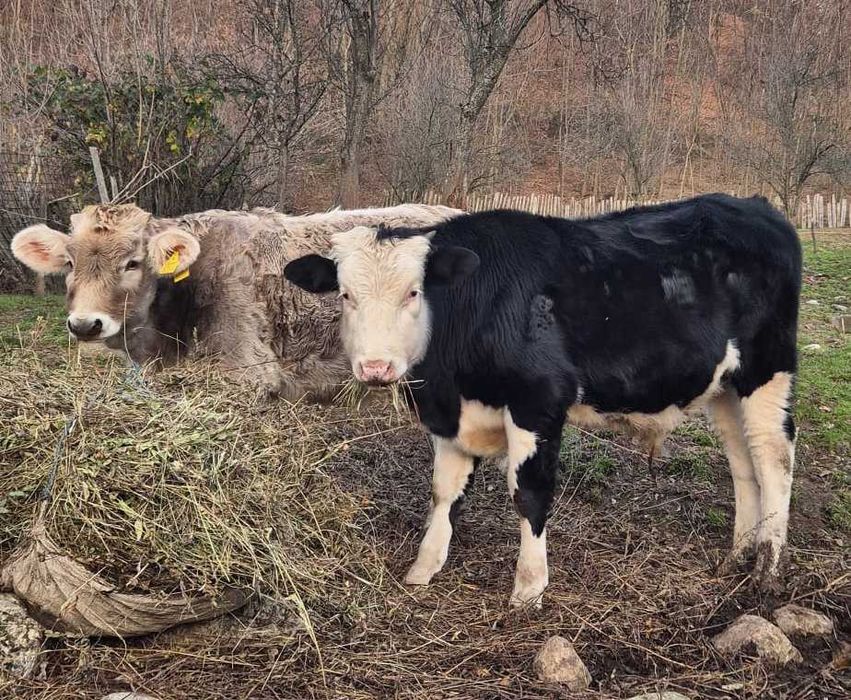 Vitel deosebit - Angus/Baltata, Vaideeni Valcea - de vanzare