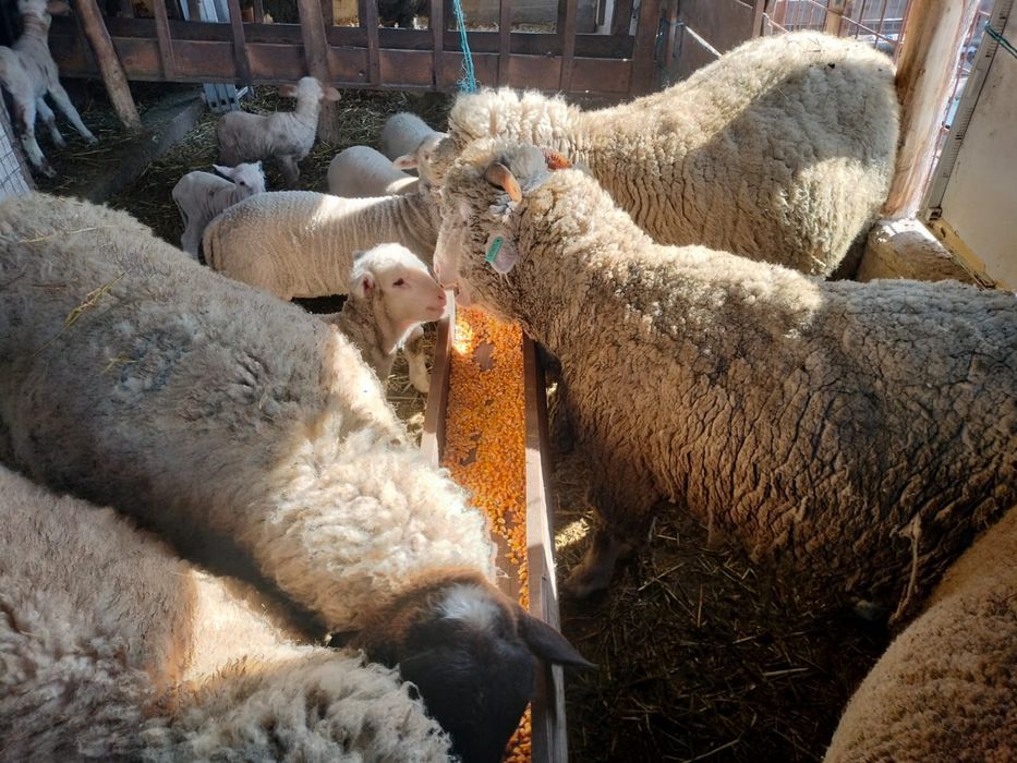 Vand Oi Merinos cu miei