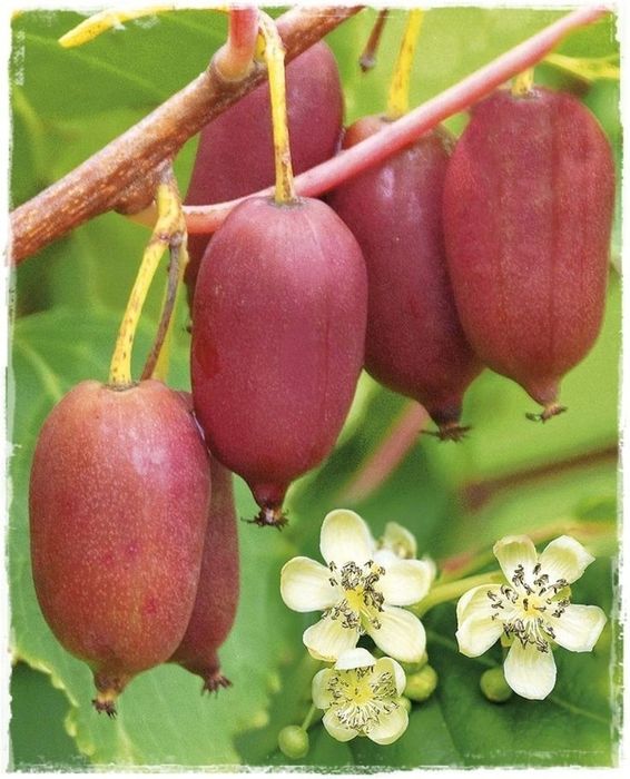 Kiwi (Soiul Ken 's Red )