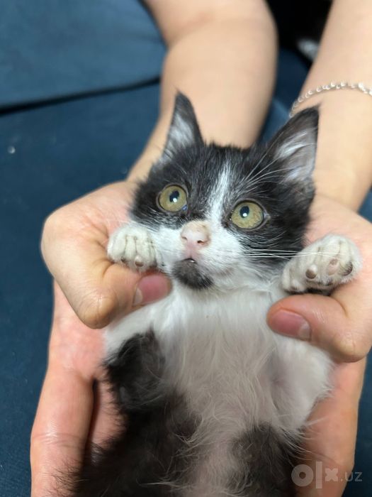 Очень милый котенок