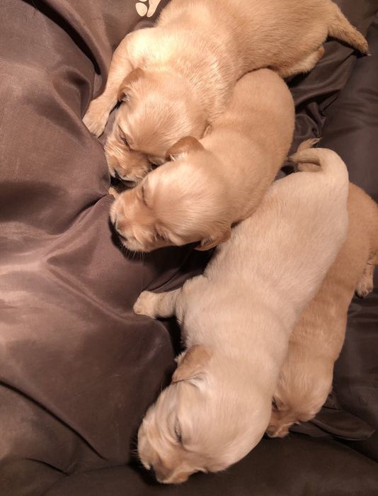 Чистокръвени  голдън ретривър женски и мъжки 
Мъжки и женски 
К