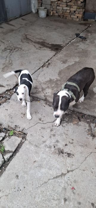 Sotiladi , Продажа