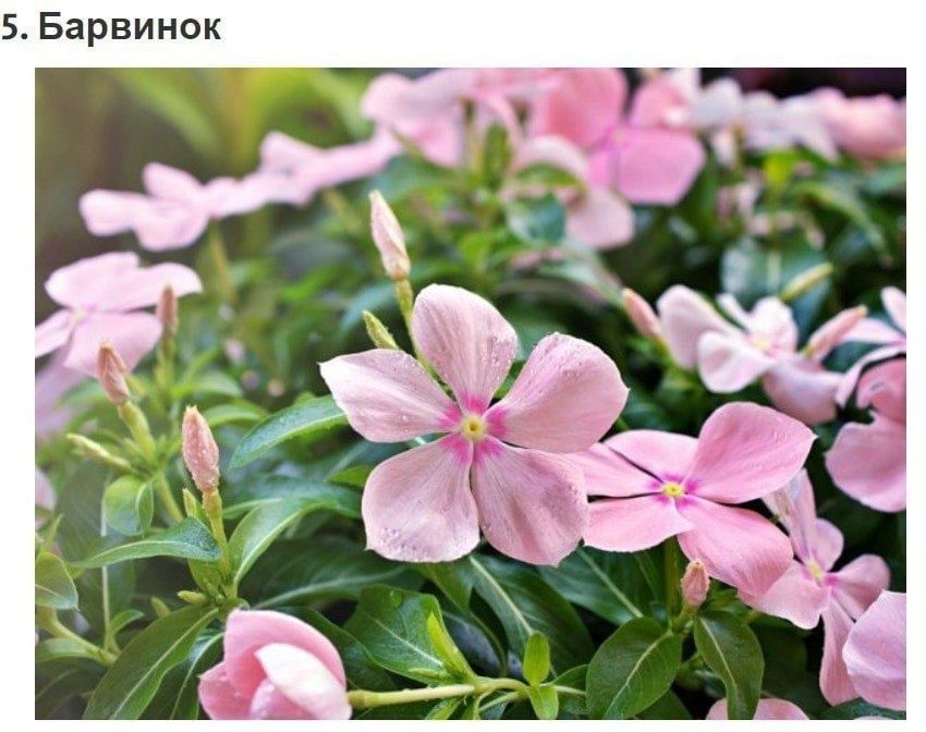 Пересадка цветов и уход.