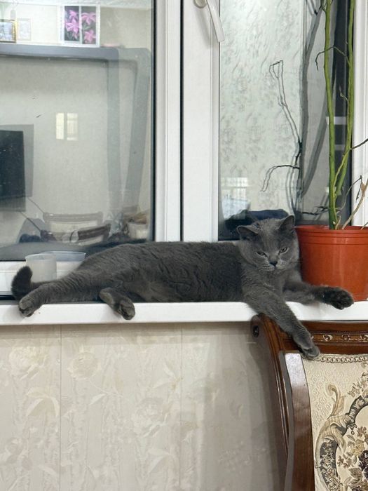 Срочно продается кошка