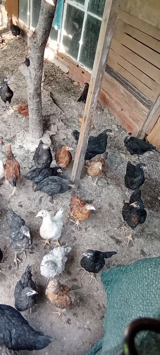 Продаются цыплята разной породы