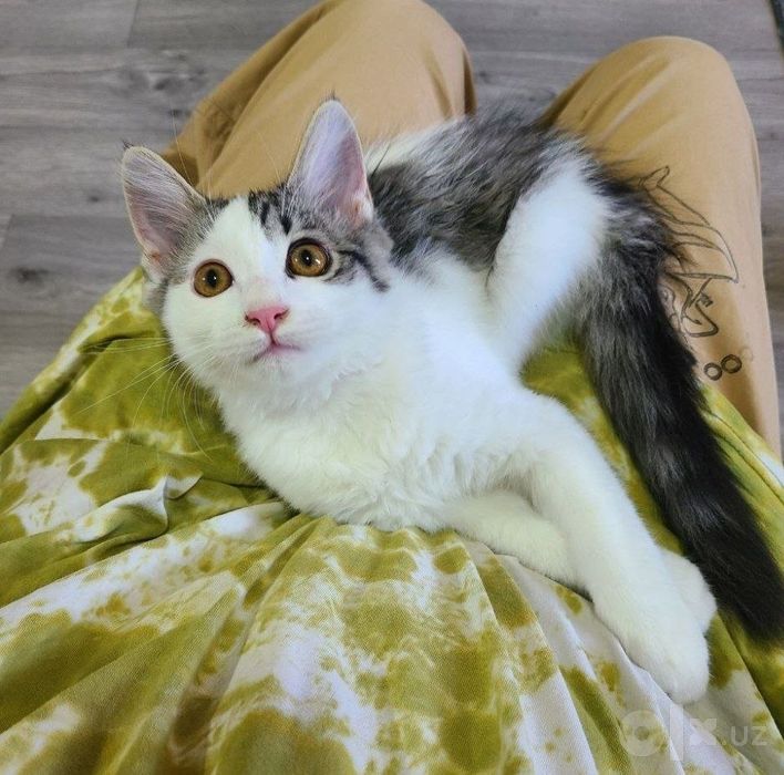 котенок и кошечка