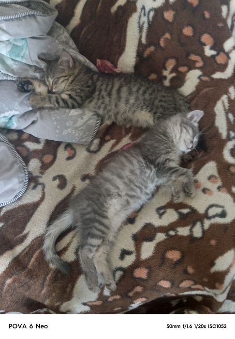 Котята 2 месяца, просто так в хорошие руки