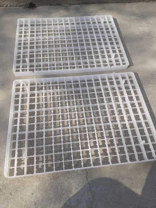 Бөдене жұмыртқасына