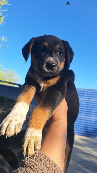 Щенки ищут семью