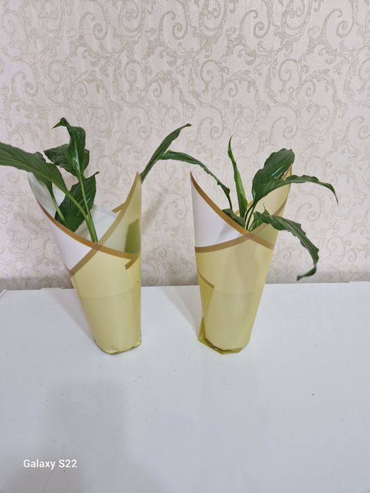 Продам цветы на калта