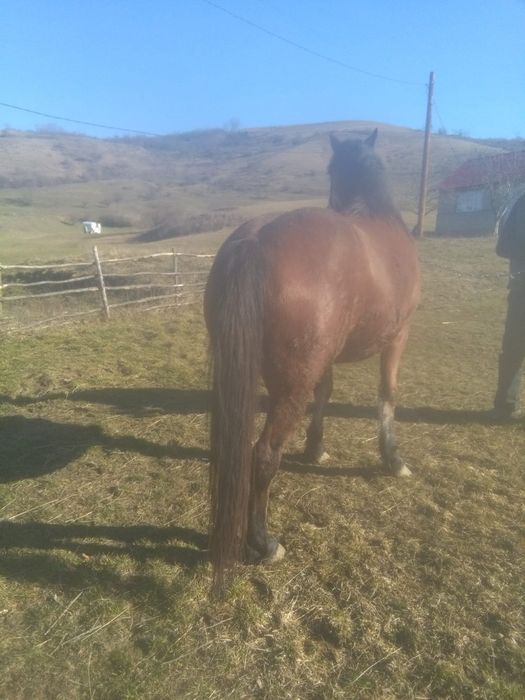 Vand iapa de 5  ani gestanta