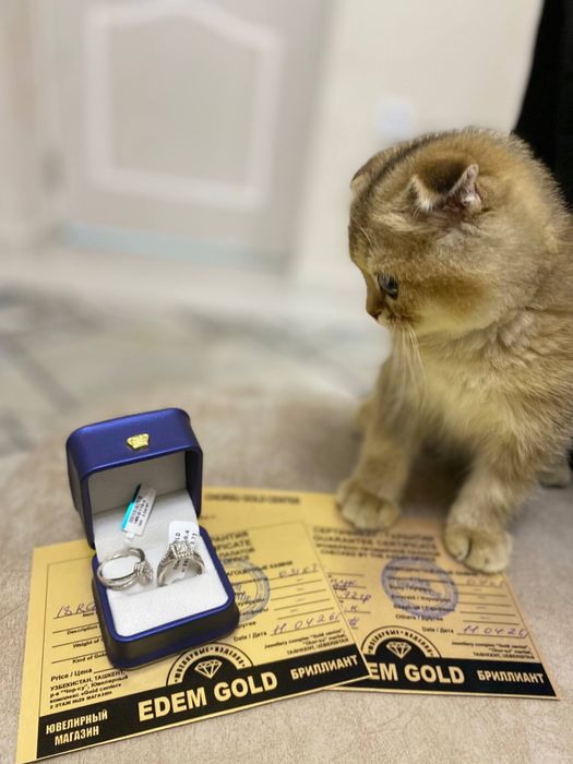 котеноок в хорошие руки