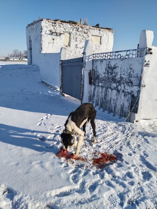 Продаю тазы кобель