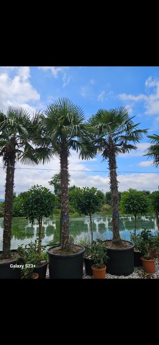 Palmieri trachycarpus fortunei de mai multe dimensiuni