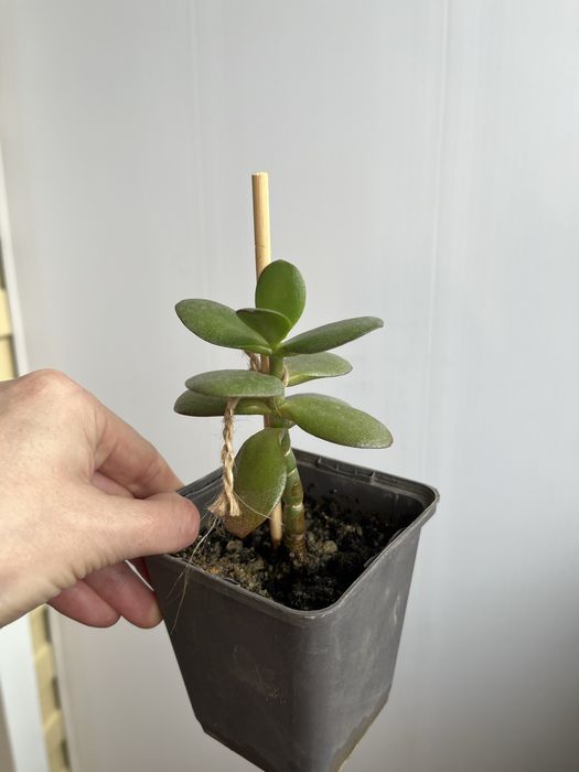 Цветы комнатные от 500т