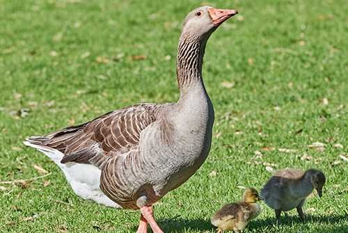Оплодени яйца от гъска