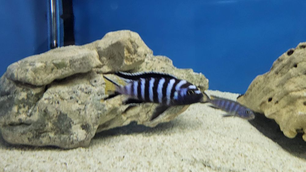 Рибки Африкански цихлиди