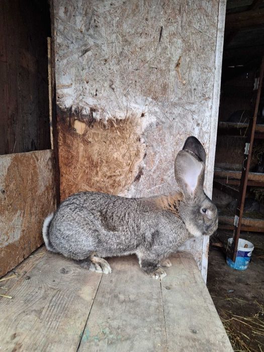 Mascul uriaș german