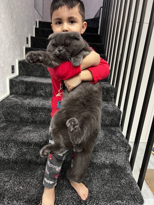 Mushuk bolalari sotiladi