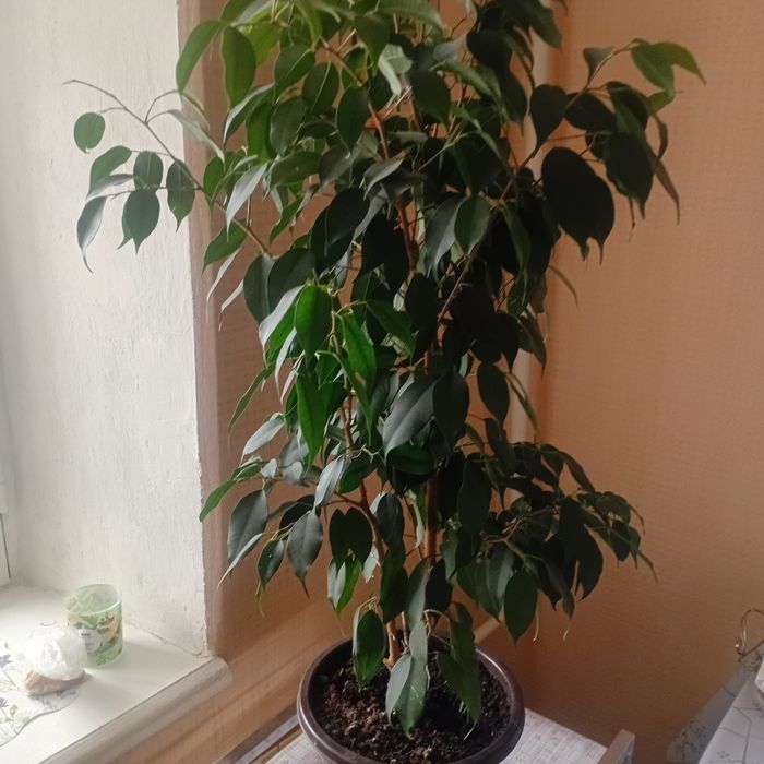 Продам цветы комнатные