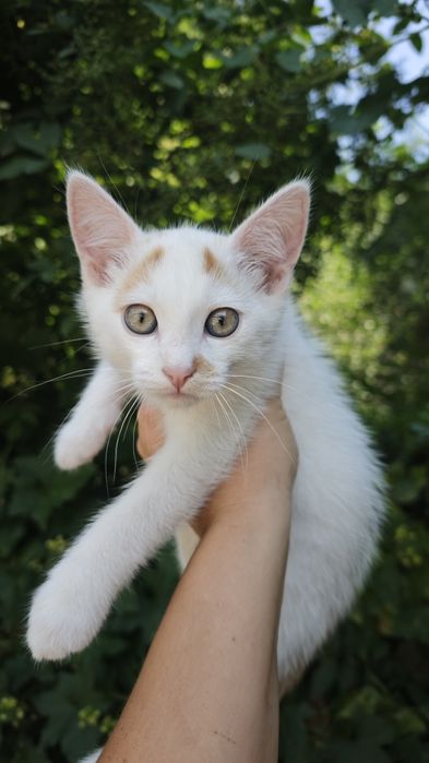 Котёнок ищет семью