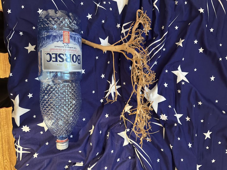 Bonsai acvaristica acvariu