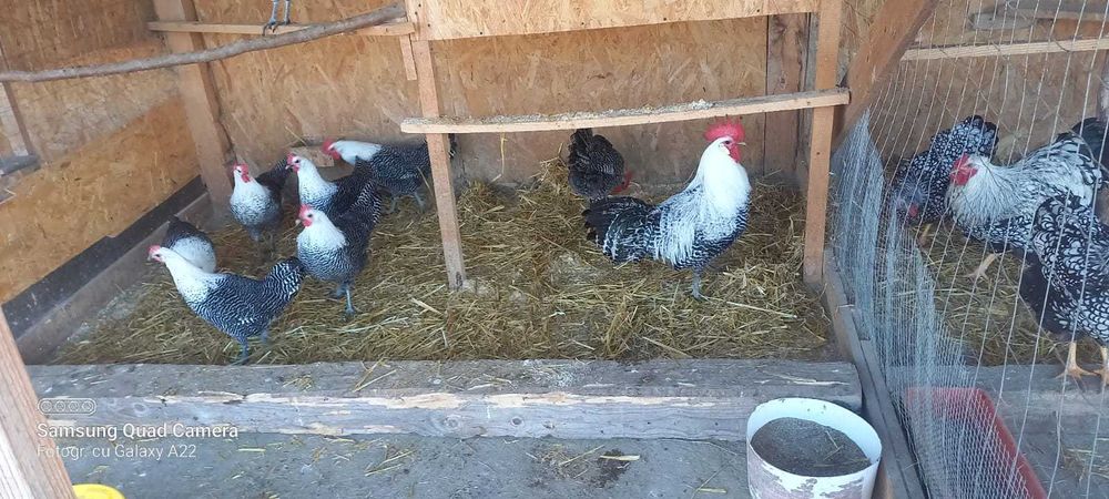 Găini de rasă de vânzare  creme legbar, austrolorp pe albastru,brekal