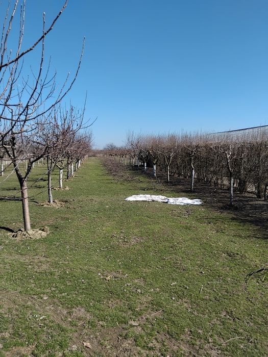 Tundem pomi fructiferi și vita de vie