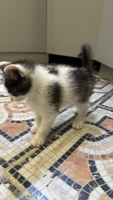 Бесплатно котенок