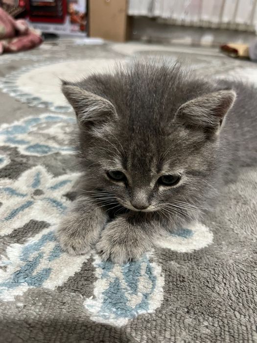 Котенок ищет дом