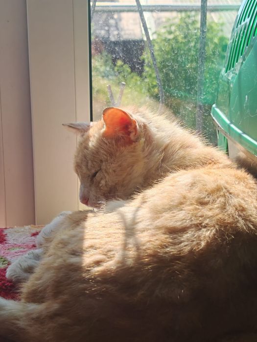 Котик ищет уют и дом