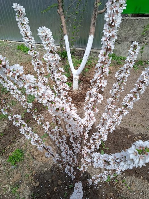 Обрезка плодовых деревьев