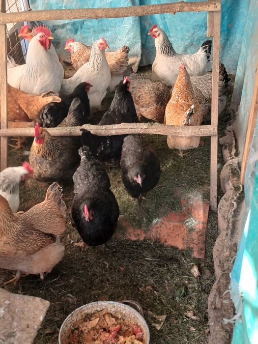 Продам курей домашних