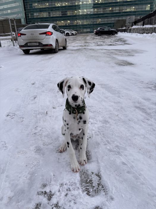 Отдам щенка Далматина