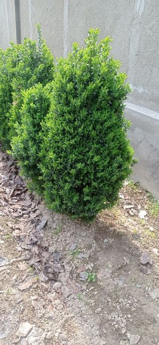 Самшит кустарник