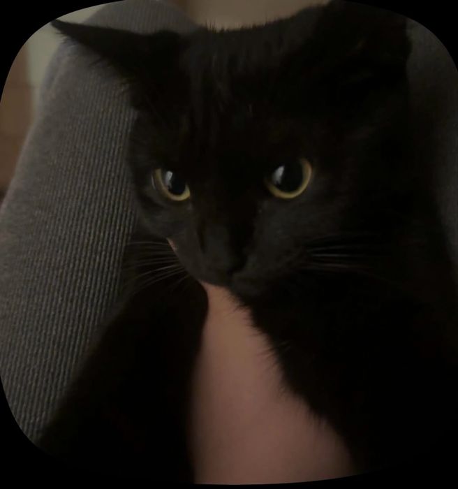 Кошечка белла ищет себе новый дом