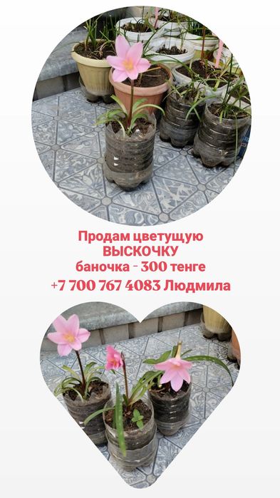 Продам ВЫСКОЧКУ цветущую