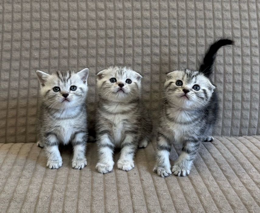 Шотландские котята
