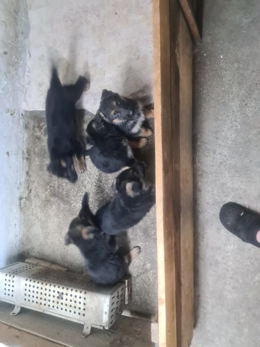 Щенк Немецкие Овчарки