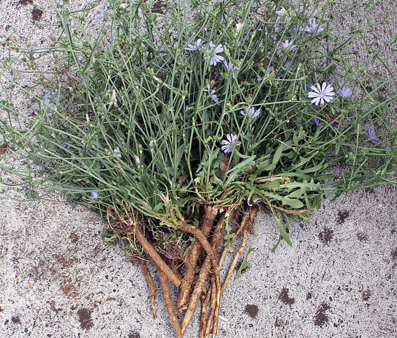 Radacina deCicoare proaspătă (Cichorium intybus)
