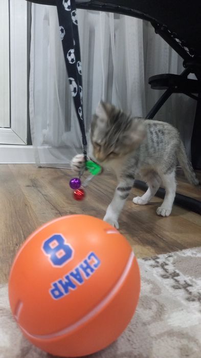 Отдам котека в добрые руки