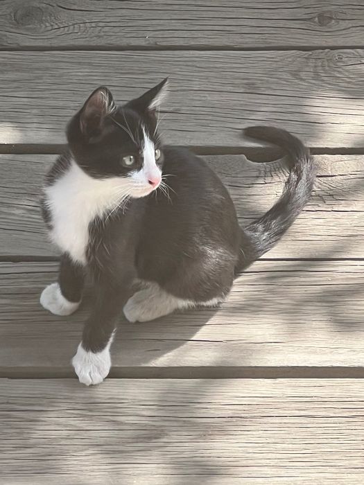 Котенок в хорошие руки