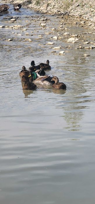 Ouă de rață Rouen pentru incubat sau boboci de rata din aceeași rasa