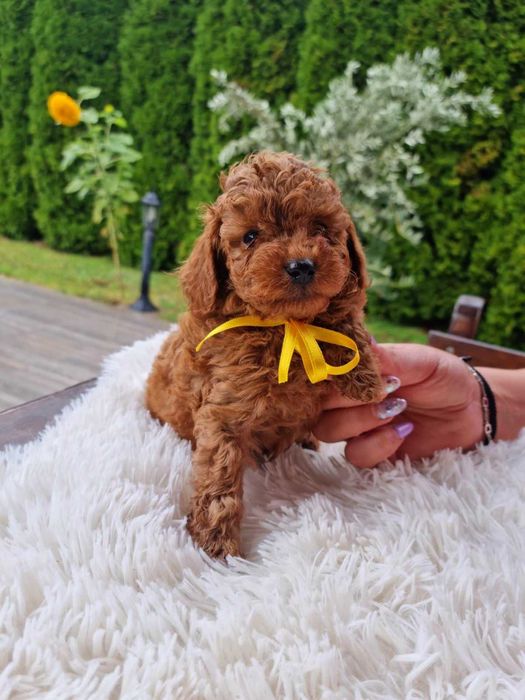 Той пудел,родители с Fci Родословие