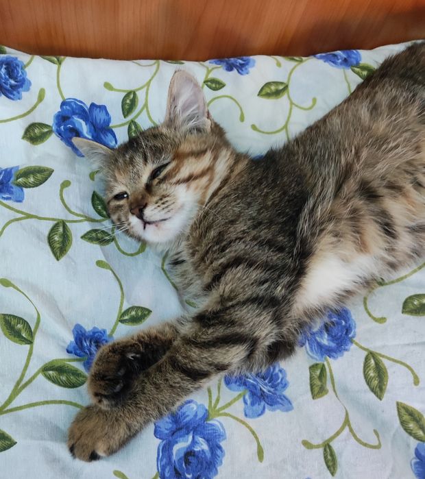 Отдам котёнка в добрые руки, девочка